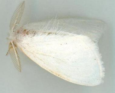 Euproctis aliena