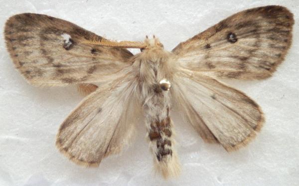 Leptocneria binotata