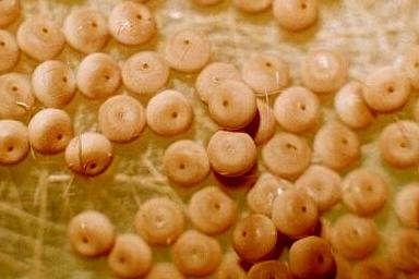 Calliteara pura