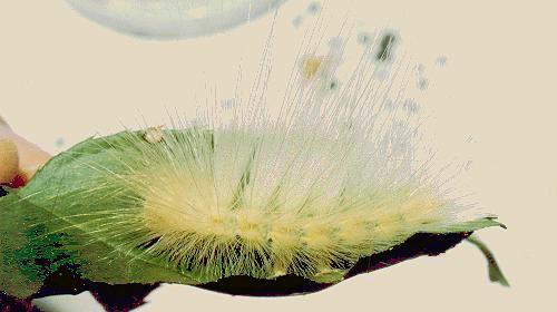Calliteara pura