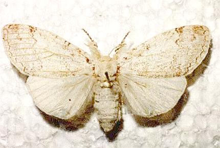 Calliteara pura