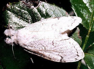 Calliteara pura