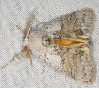 Calliteara pura