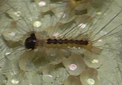 Calliteara pura