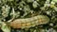 Agrotis munda