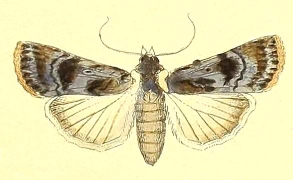 Agrotis munda