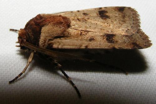 Agrotis porphyricollis