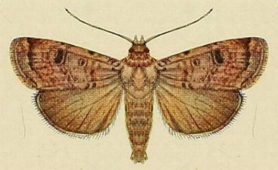 Agrotis porphyricollis
