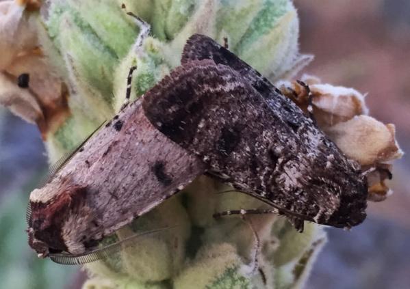 Agrotis porphyricollis