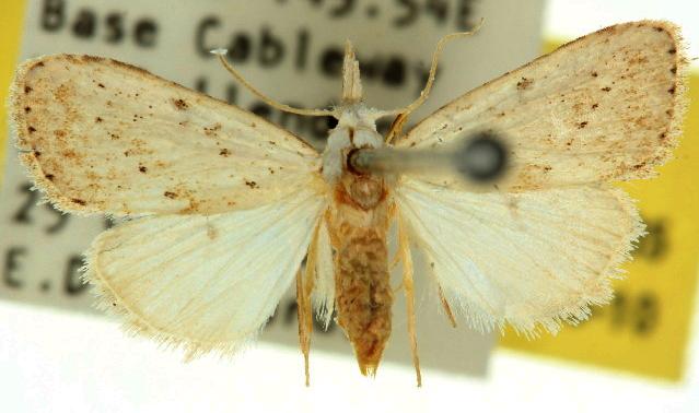 Manoba brunellus