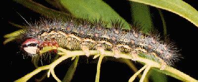 Epicoma tristis