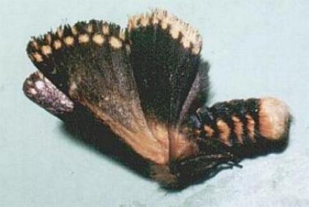 Epicoma tristis