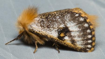 Epicoma tristis