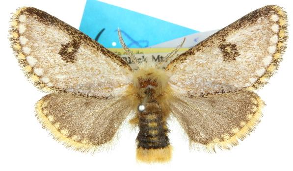 Epicoma tristis
