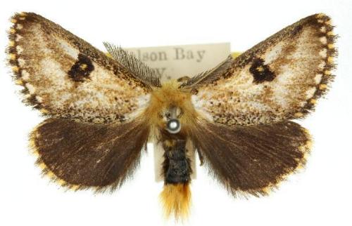 Epicoma tristis
