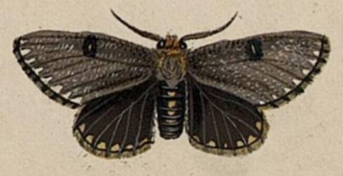 Epicoma tristis