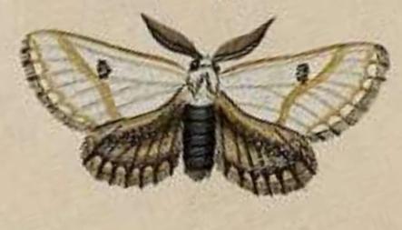 Epicoma tristis