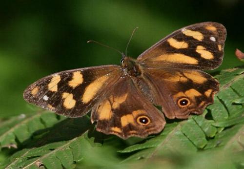 Heteronympha banksii