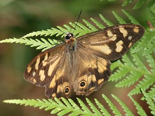 Heteronympha banksii