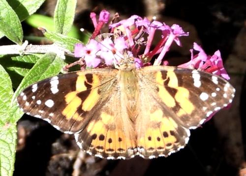 Vanessa cardui