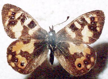 Argynnina hobartia