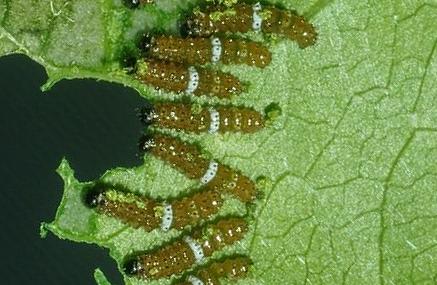 Cethosia penthesilea