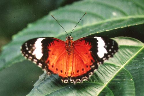 Cethosia penthesilea