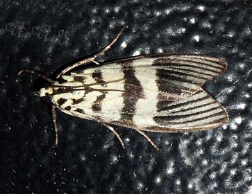 Heortia vitessoides
