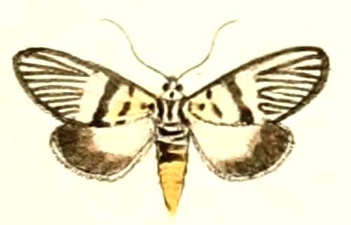 Heortia vitessoides