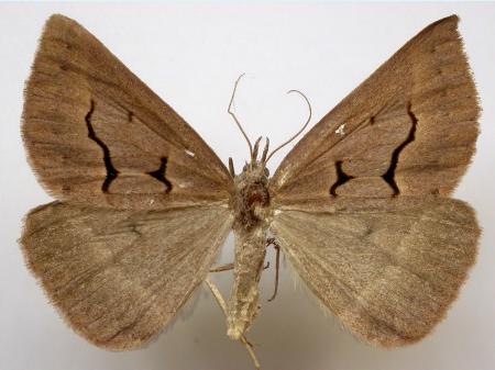 Epidesmia brachygrammella