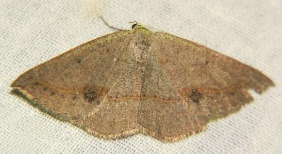 Taxeotis egenata