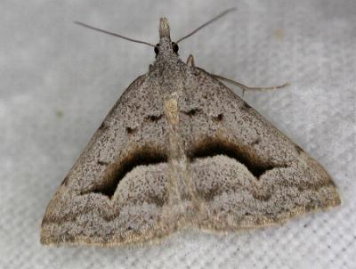 Dichromodes euscia