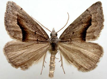 Dichromodes euscia