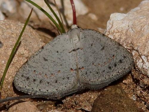 Taxeotis xanthogramma