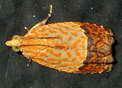 Loboschiza koenigiana