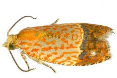 Loboschiza koenigiana