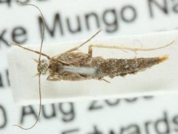 Philobota xerodes