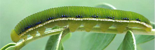 Catopsilia gorgophone