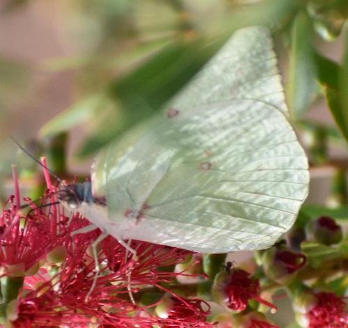 Catopsilia gorgophone