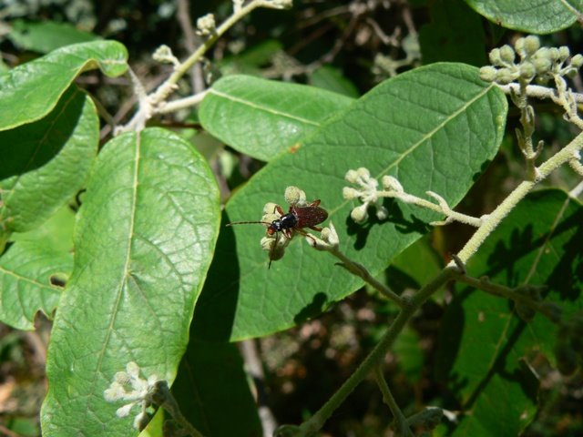 Astrotricha latifolia