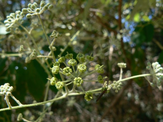 Astrotricha latifolia