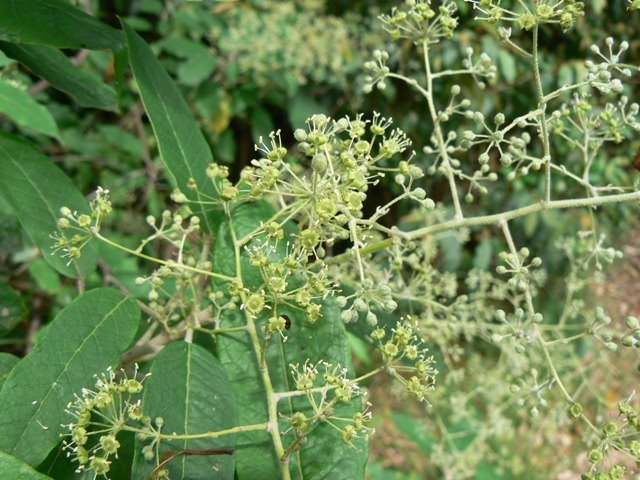 Astrotricha latifolia
