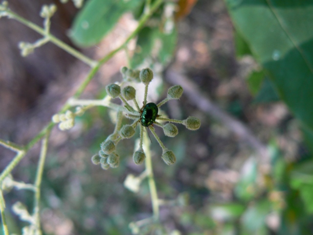 Astrotricha latifolia