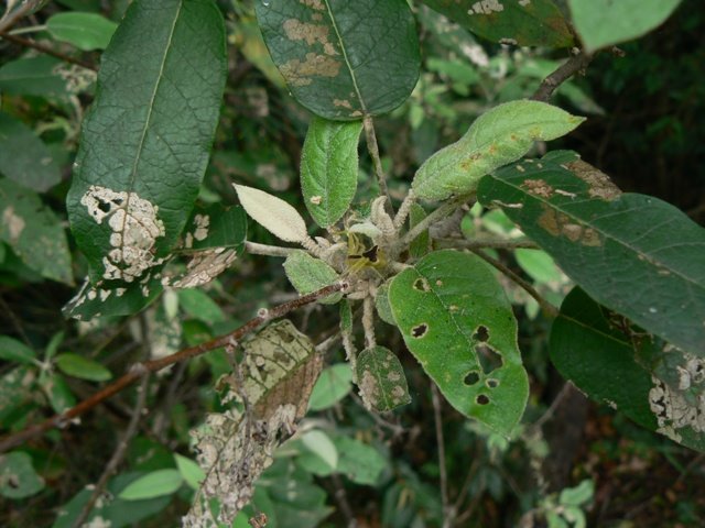 Astrotricha latifolia