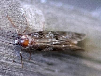 Lepidoscia arctiella