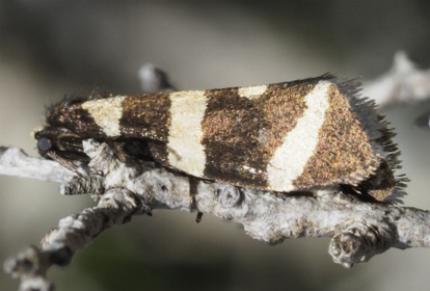 Lepidoscia arctiella