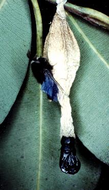Hyalarcta nigrescens