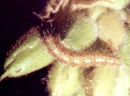 Sphenarches anisodactylus