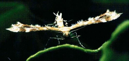 Sphenarches anisodactylus