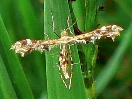 Sphenarches anisodactylus
